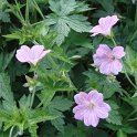 Geranium endressii